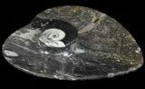 Heart Shaped Fossil Goniatite Dish #61262-1